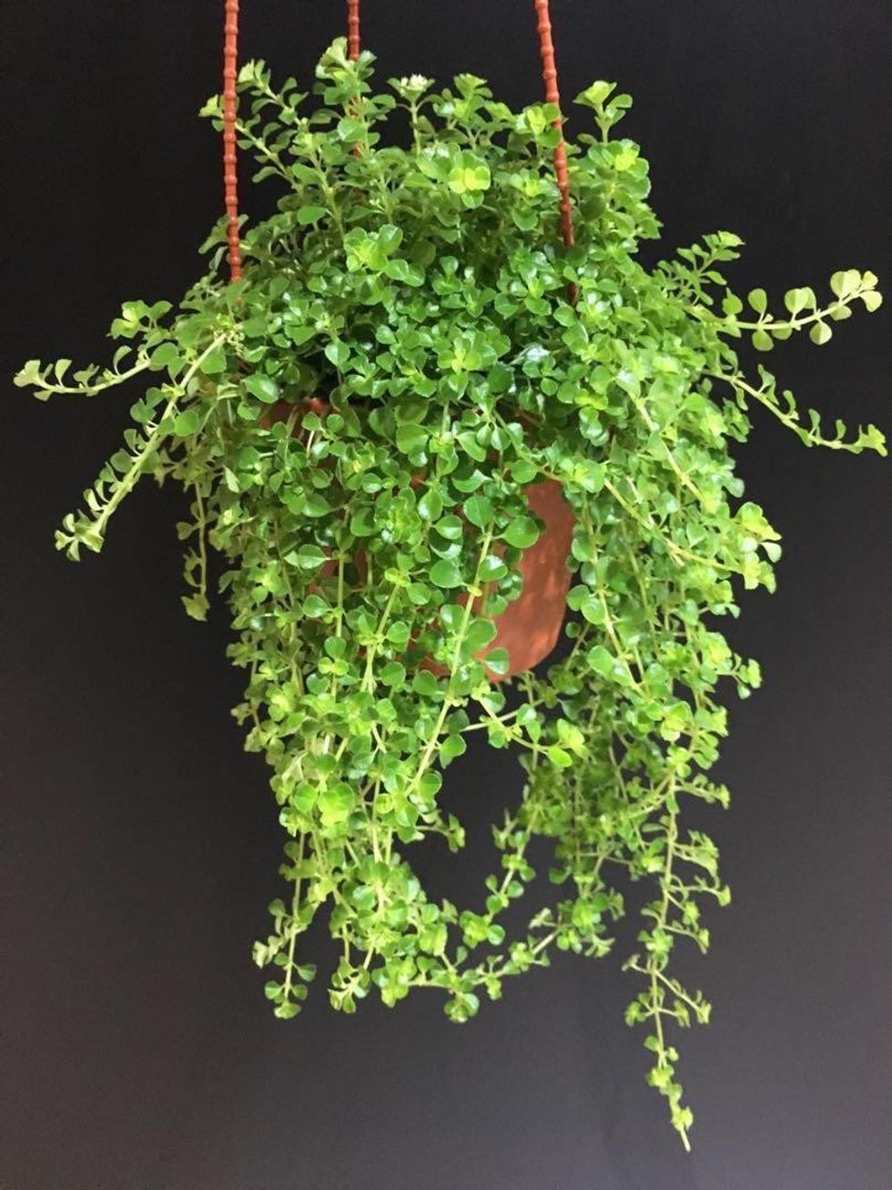 pilea depressa 1537635915 31433413 progressive