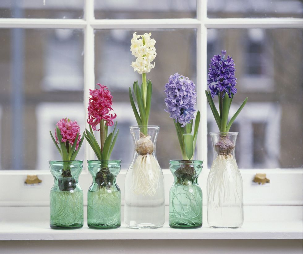 pink white and purple hyacinthus plants with bulbs in glass jars on window sill 125157739 57c5b8f73df78cc16ead76eb