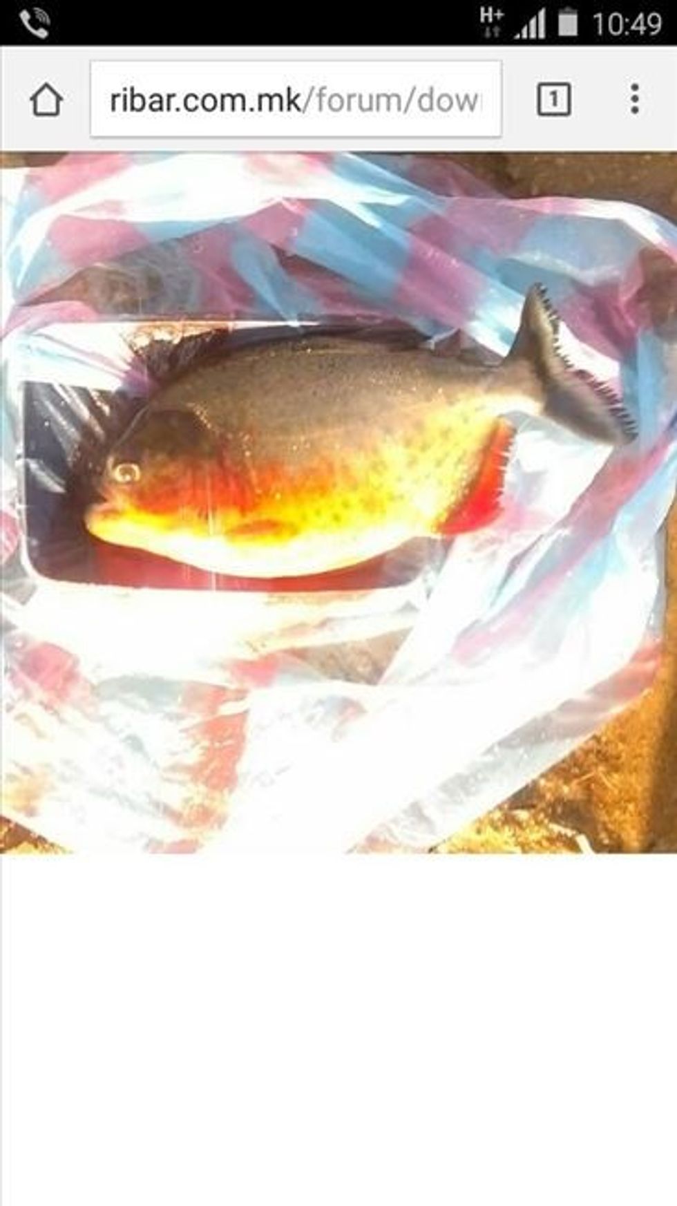 Piranha perseri ne Dojran