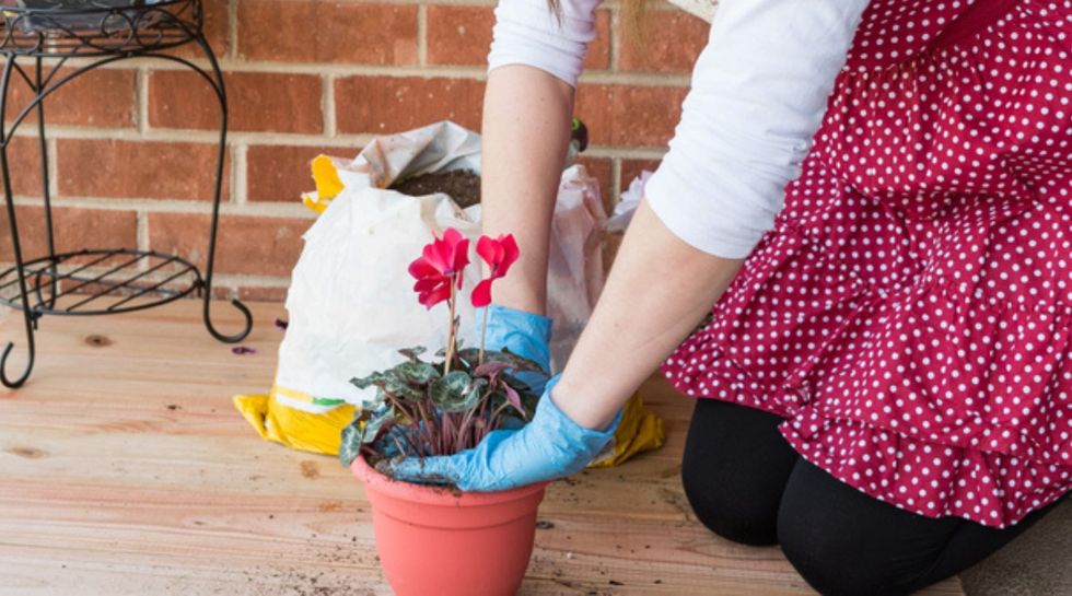 Planting Cyclamen
