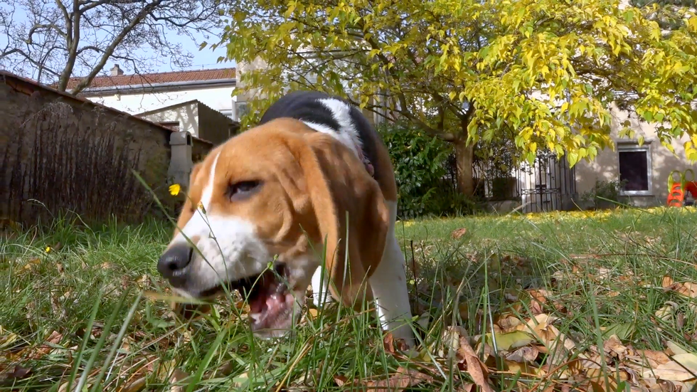 playfully young beagle dog eating grass in a garden sunny autumn slow motion v19tiz rg F0006