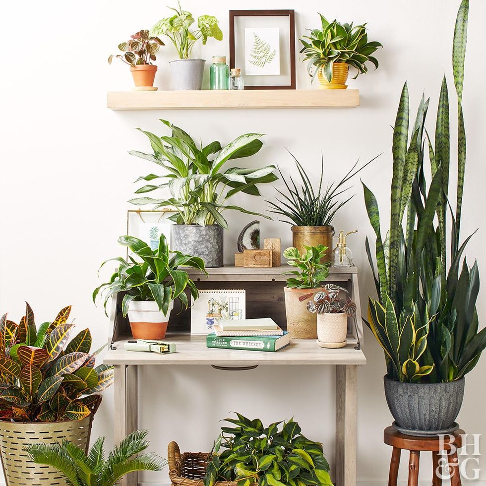 poisonous houseplants 874825ab