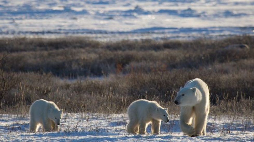 Polar bears in Arctic summer