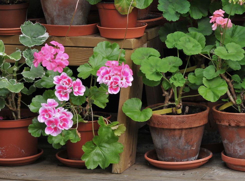 Potted Geraniums 57a23cc65f9b589aa91f98e8 scaled