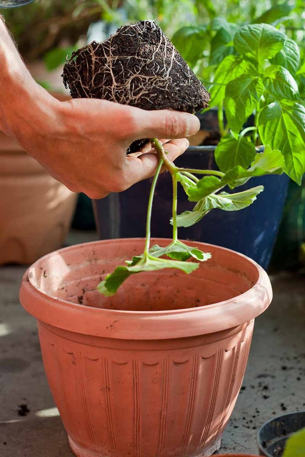 Potting Up a Geranium Plant for Winter
