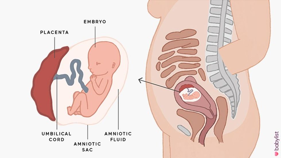 Pregnancy Ultrasound week 15