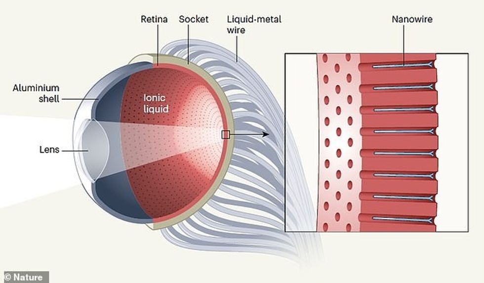 Professor Fan and colleagues broke new ground by developing a high-density array of photosensors that serves as a retina. They are formed directly inside pores of aluminium oxide — a chemical almost as hard as diamonds. Thin, flexible wires made of a liquid metal sealed in soft rubber tubes transmit signals to external circuitry for processing — imitating neural nerve fibres. The 'retina' is held in place by a socket made from a silicone polymer. A lens with a simulated iris is placed at the front, giving it the appearance of an eyeball
