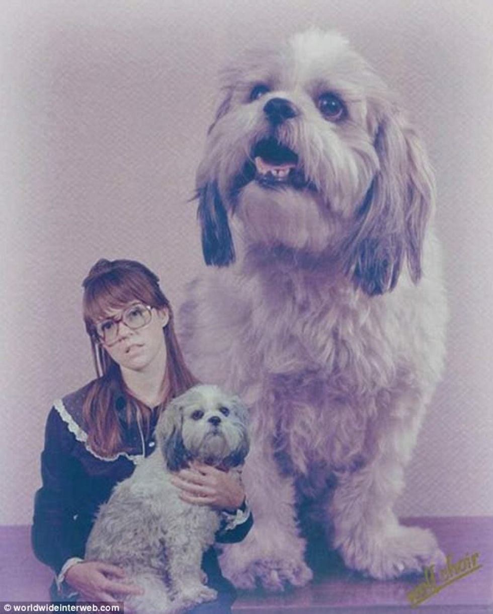 Pronarët pozojnë krenarë me kafshët e tyre fotografite qesharake bejne xhiro ne internet foto 9