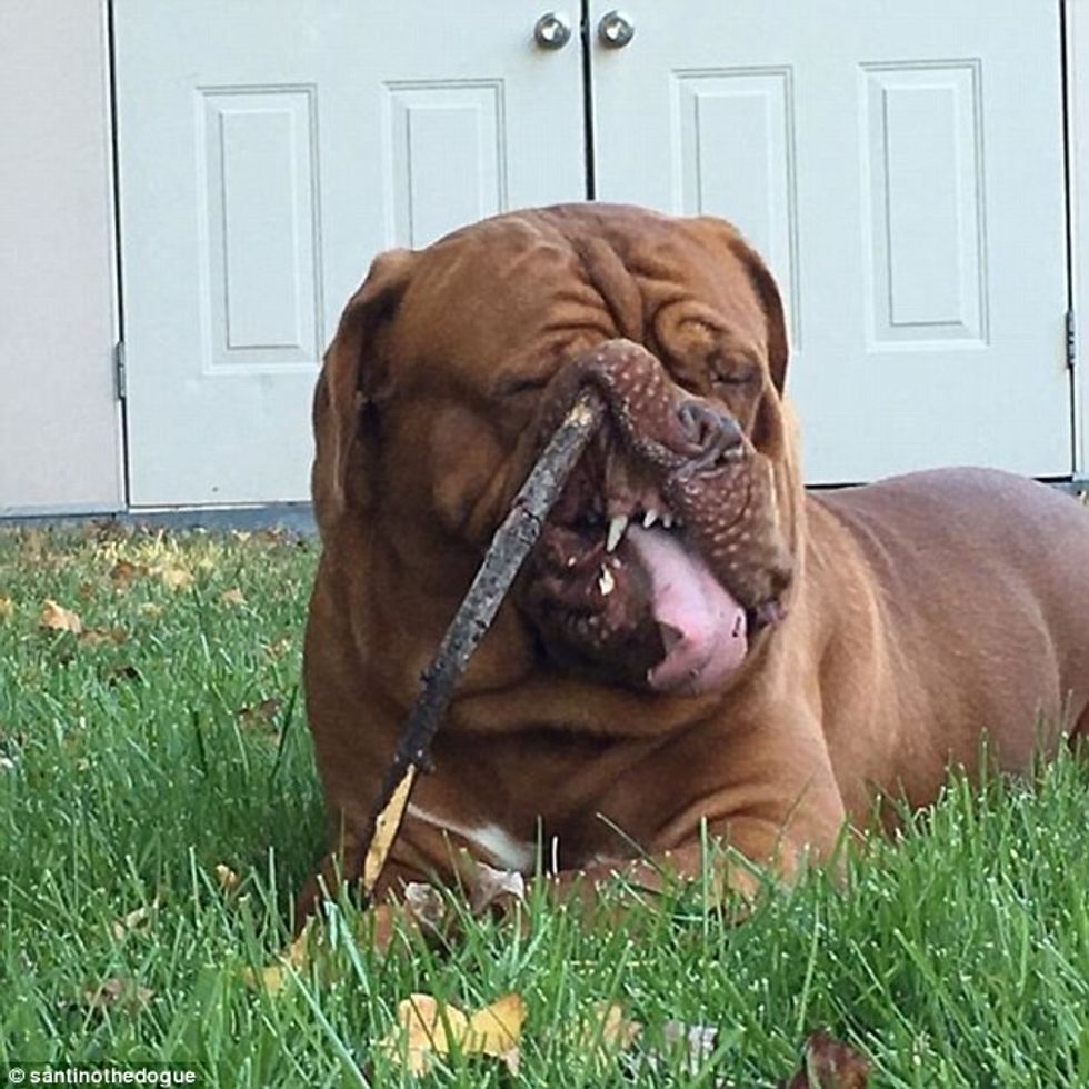 Pronarët publikojnë imazhet e kafshëve të tyre shumë jo fotozhenike foto 2