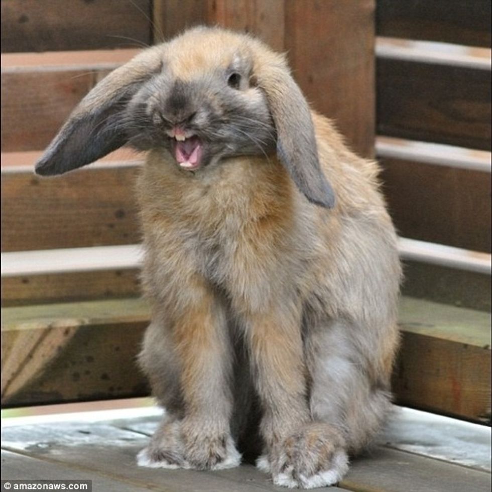 Pronarët publikojnë imazhet e kafshëve të tyre shumë jo fotozhenike foto 5
