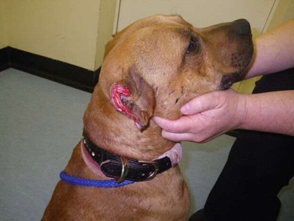 Pronari që ia preu veshtë qenit gjeti nje arsyetim te çuditshem foto 2