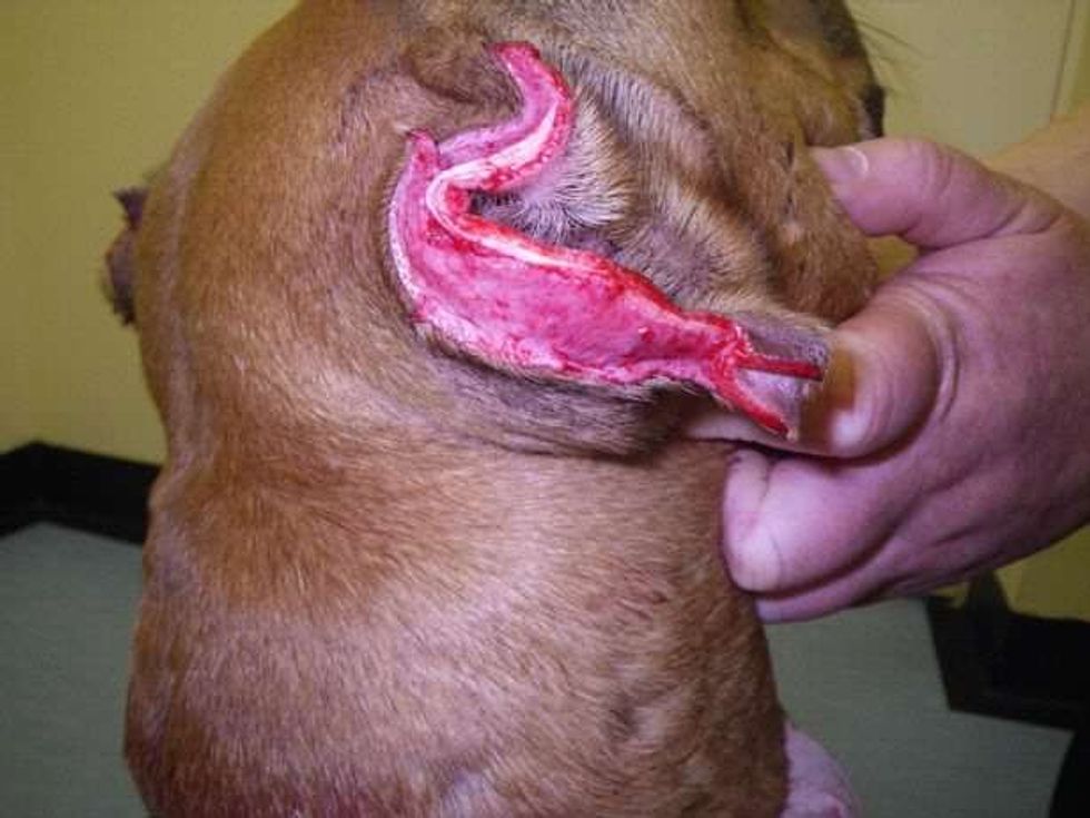 Pronari që ia preu veshtë qenit gjeti nje arsyetim te çuditshem foto 3