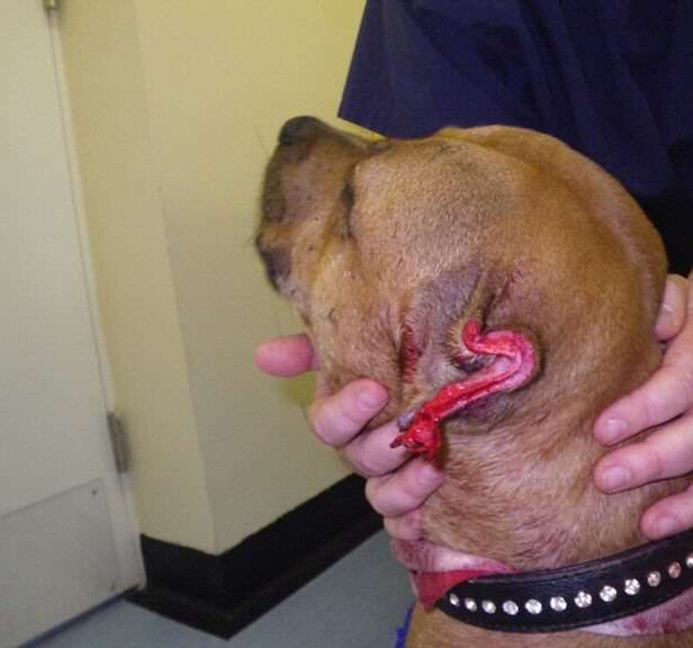 Pronari që ia preu veshtë qenit gjeti nje arsyetim te çuditshem foto 4