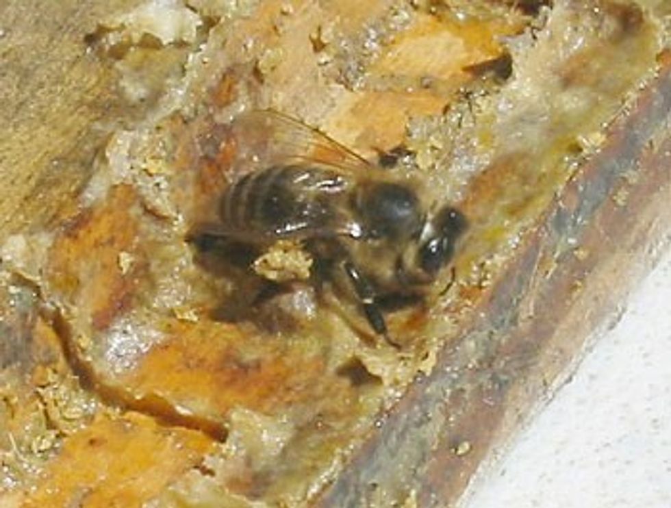 propolis