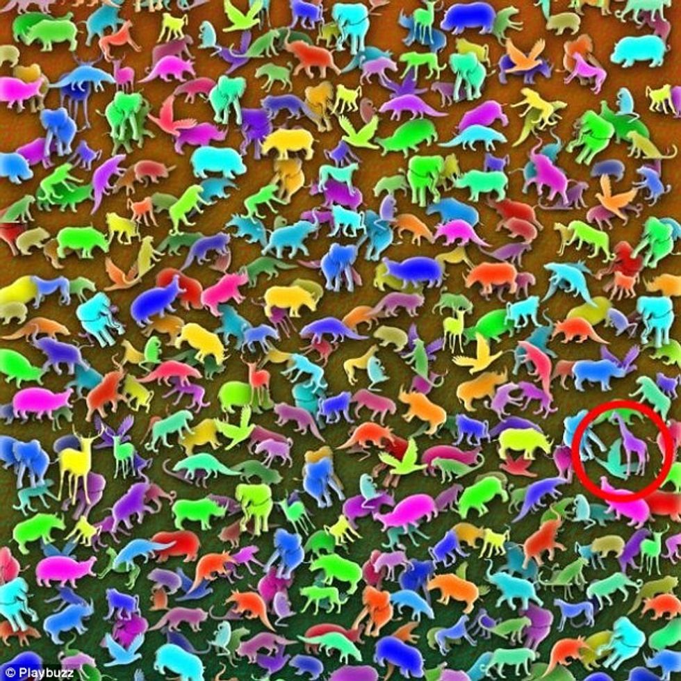 Provoni ta gjeni në shpejtësi gjirafën e fshehur në mesin e shumë kafshëve foto 3