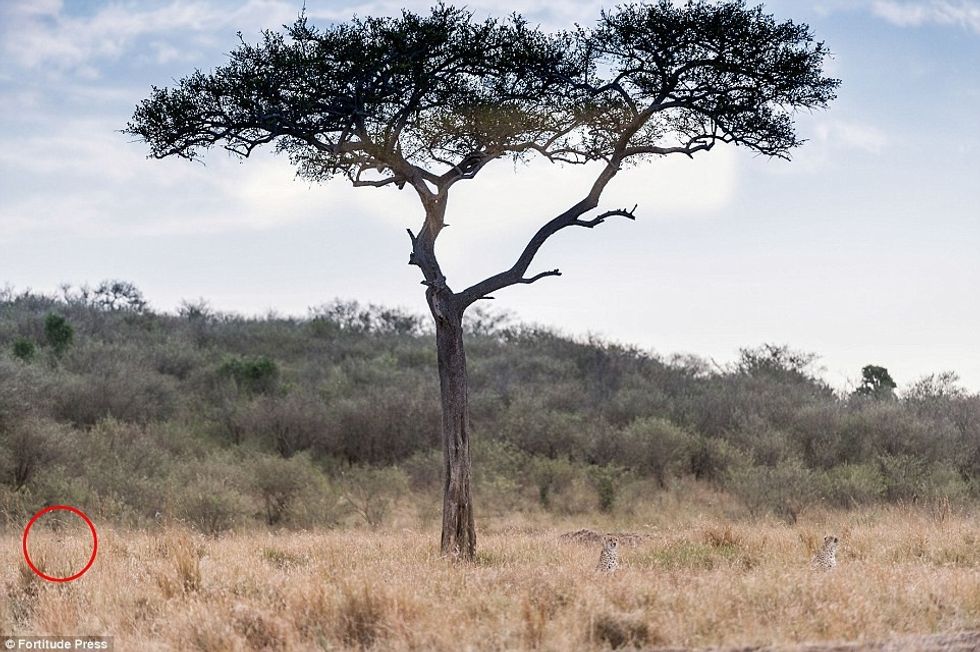 Provoni të gjeni leopardin e tretë qe eshte fshehur ne kete vend foto 2