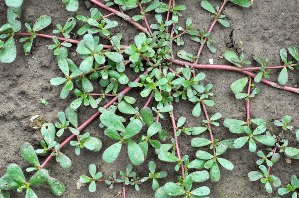 Purslane scaled 1