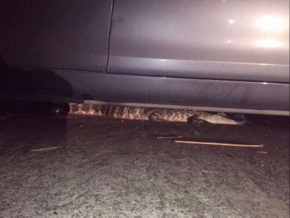 Pushon uragani banoreve iu shfaqen krokodile para shtepise foto 3