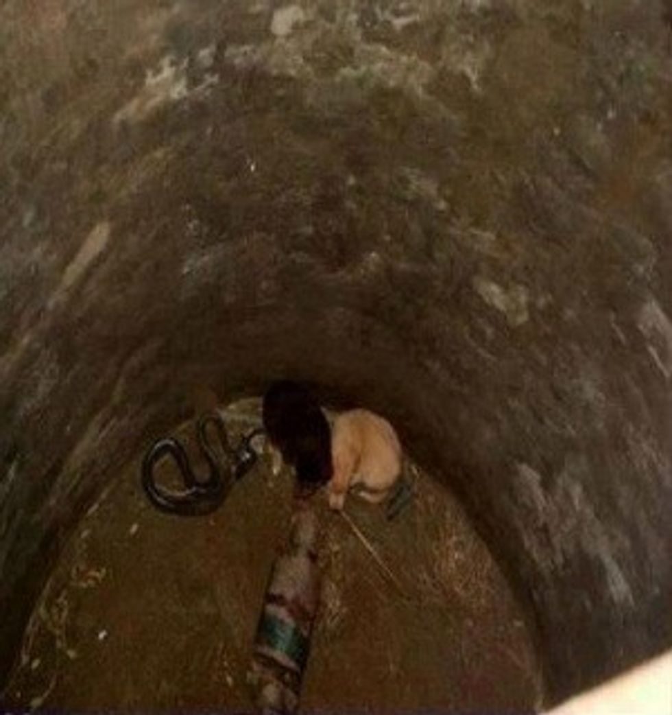 Qenët bien në pusin ku ndodhej një kobra çfare ndodhi me pas do te befasoheni foto 2