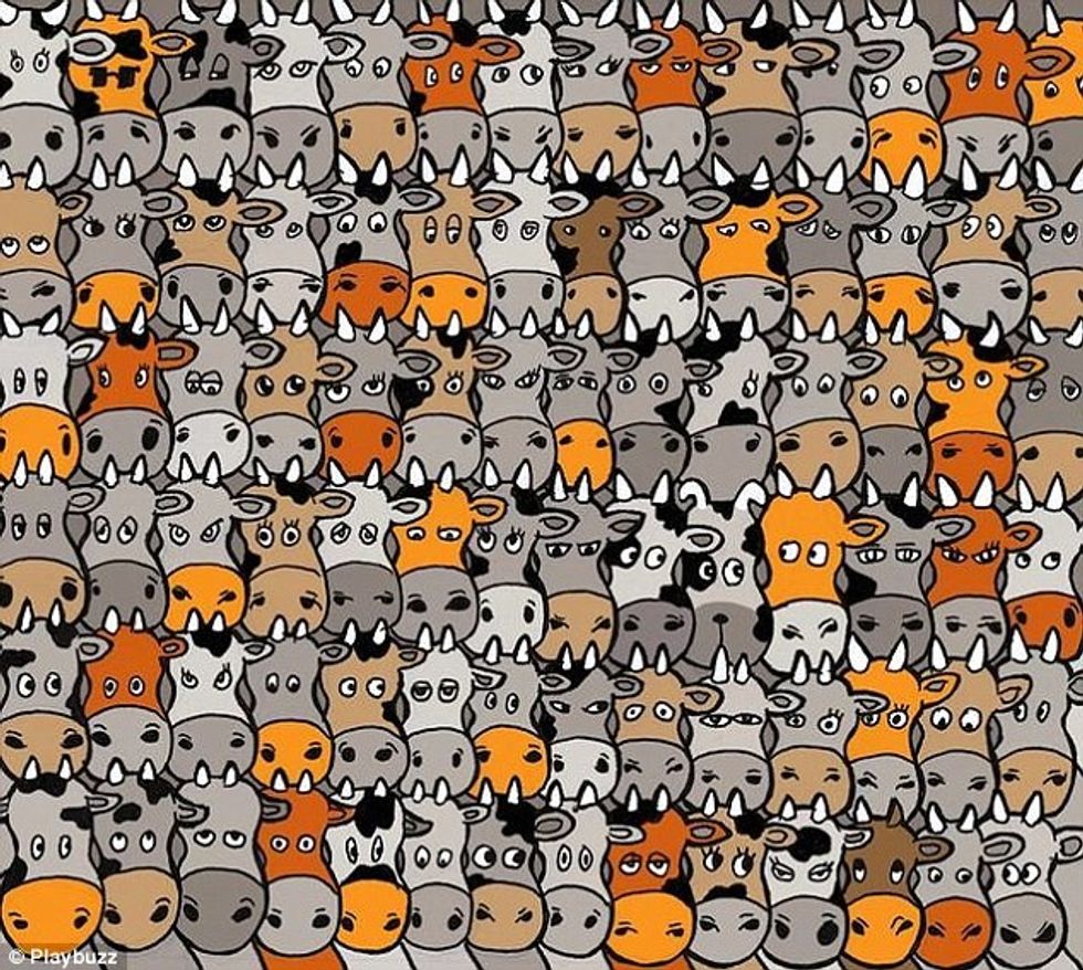 Qeni i fshehur në mesin e lopëve i ka bere shikuesit te shikojne disa here kete ilustrim foto