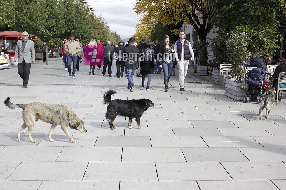 qente endacak foto ridvan slivova 1
