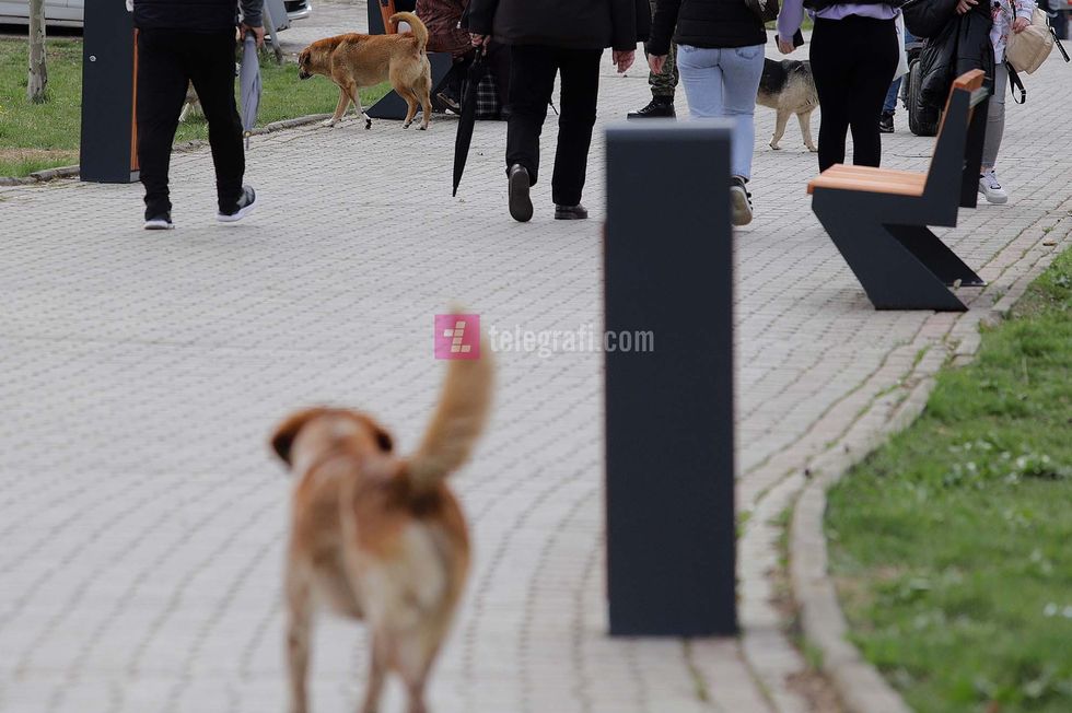 qente endacake foto Ridvan Slivova 4