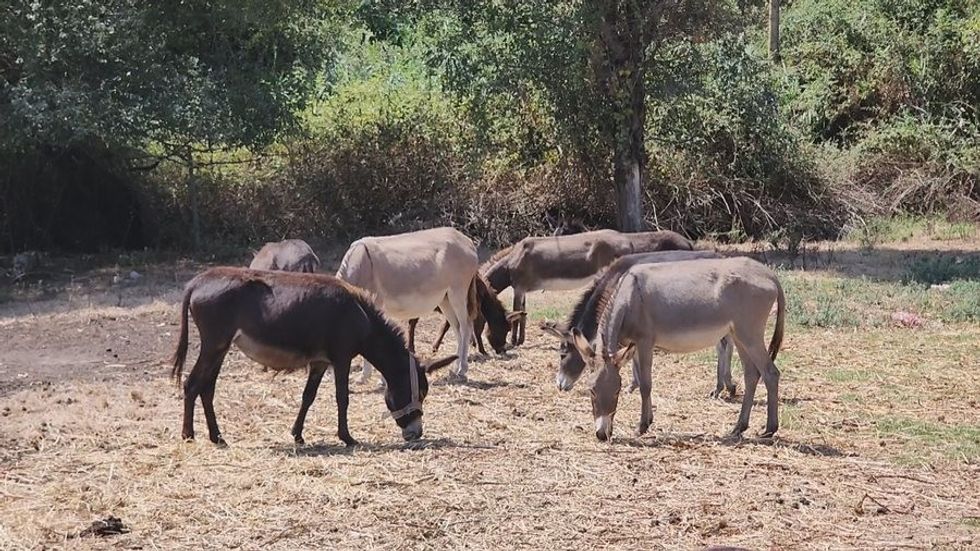 Qumësht gomarice nga Fieri, historia e blegtorit që tregton produktin