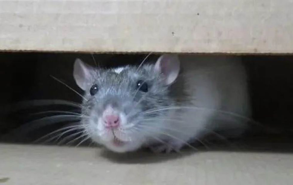 rat in a box