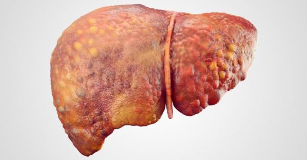 realistic liver illustration