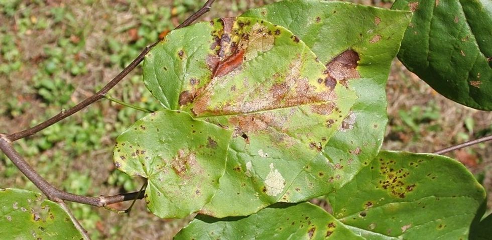 Redbud Leaffolder 2016 1