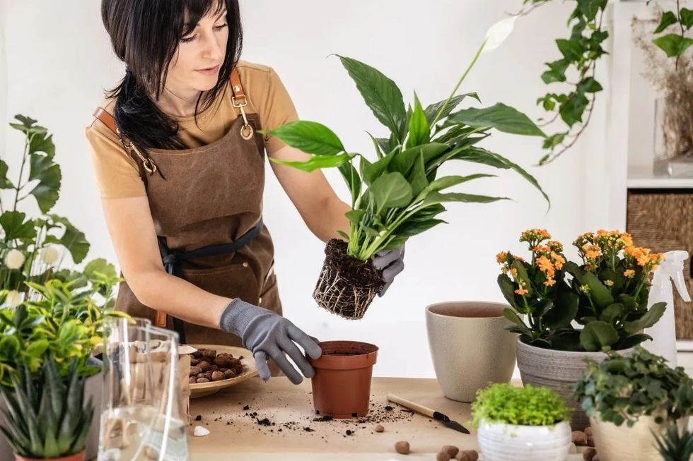 Repoting a Peace Lily