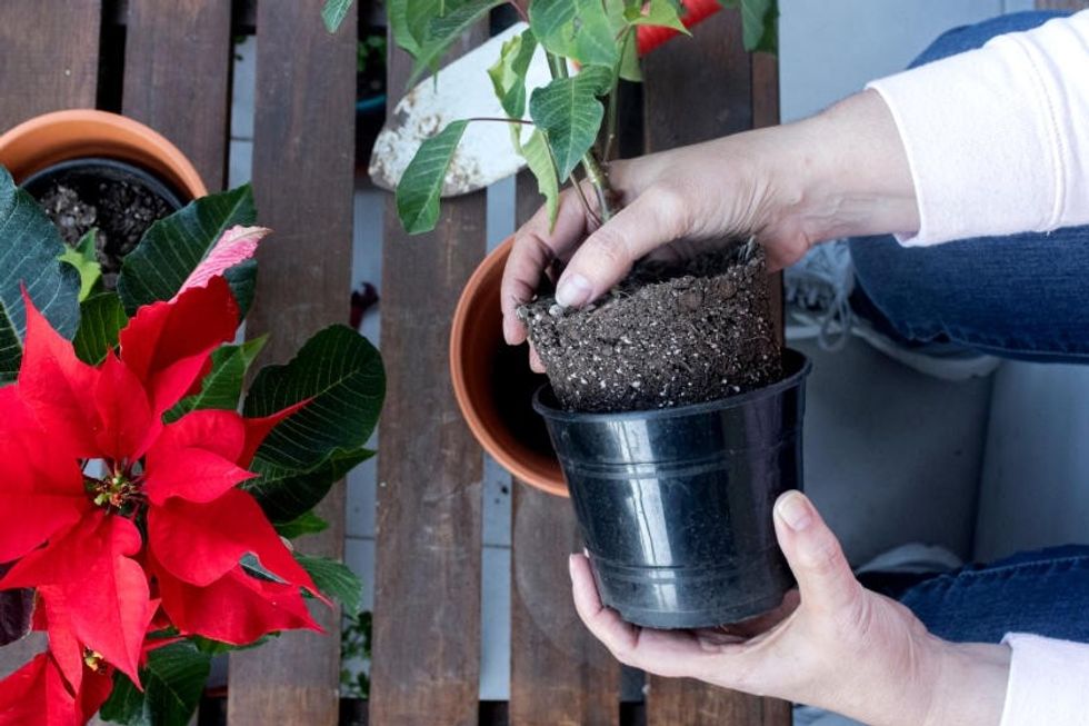 repotting poinsettias deck 75