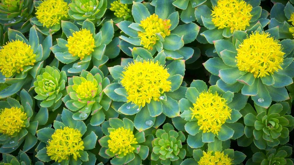rhodiola rosea 1