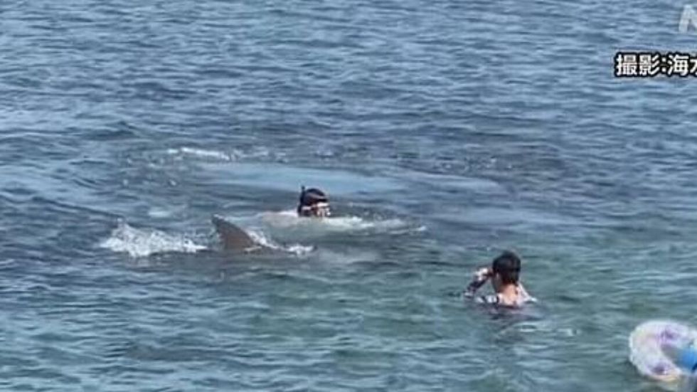 Rogue dolphin ATTACKS swimmers in Japan