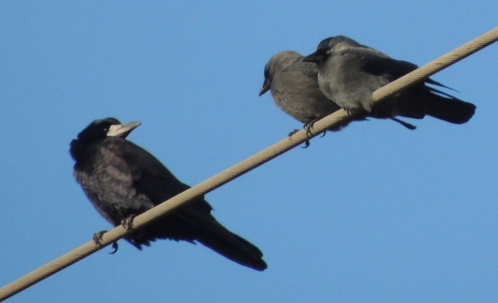 Rook and Jackdaws sized