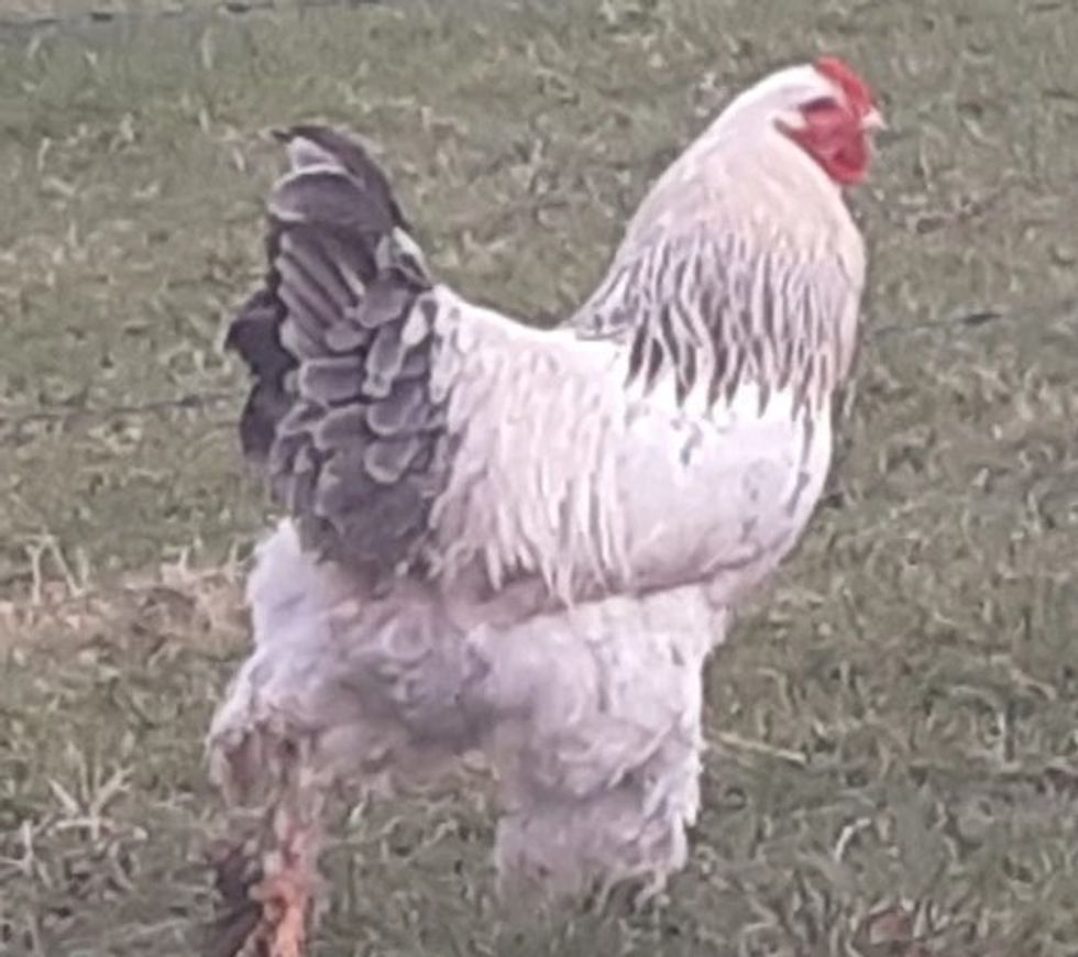 Rooster
