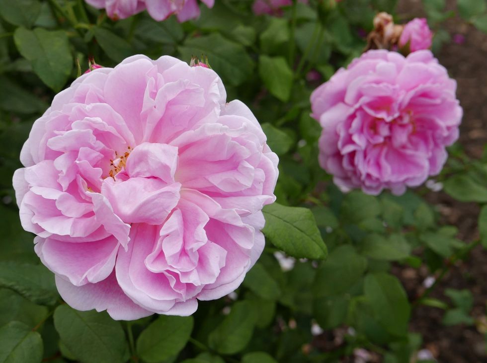 Rosa Cottage Rose David Austin 02 scaled