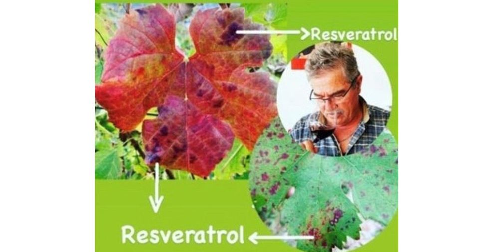 rosveratrol