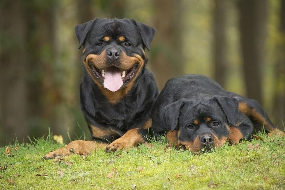 Rottweiler