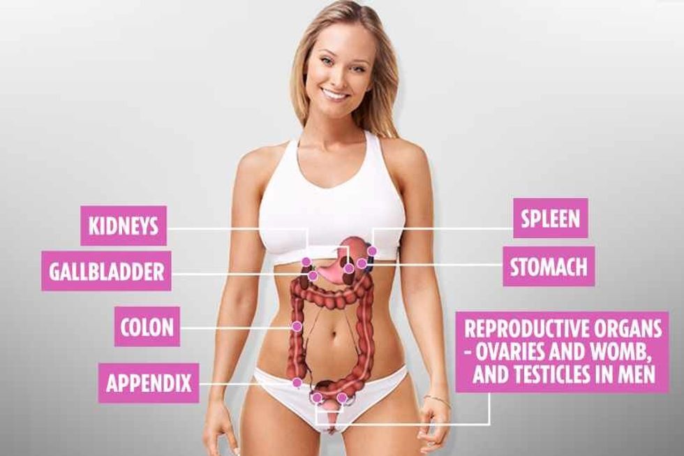 RR GRAPHICS FEMALE BODY v3 RB