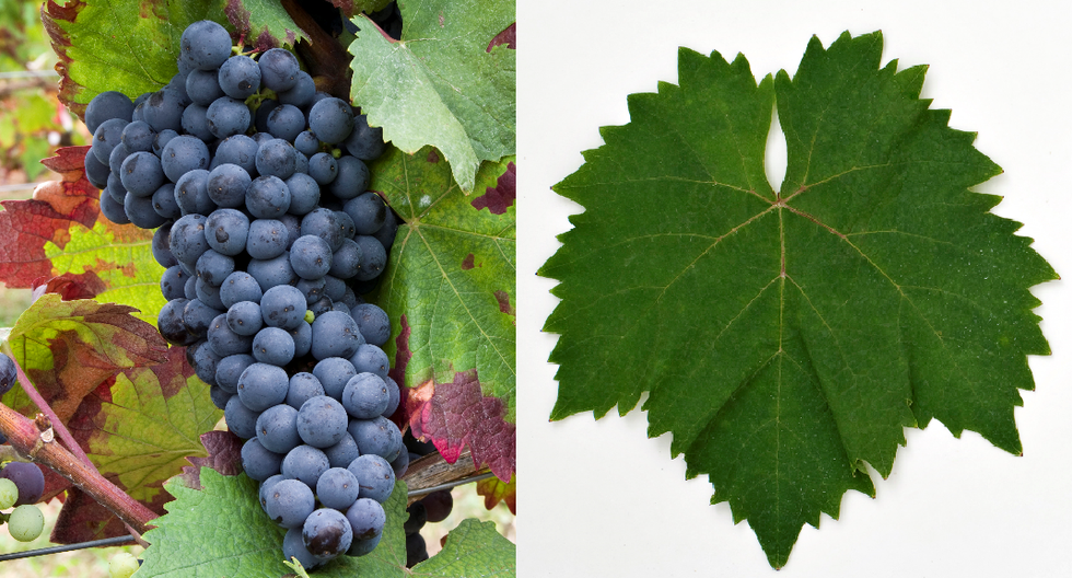 Rrush i zi Rahoveci ose Dibrak