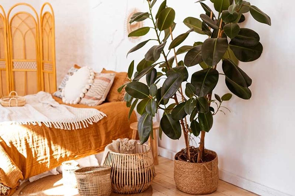 Rubber Tree as a Houseplant in a Bedroom
