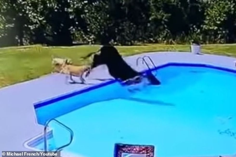 s Two dogs are seen trying to herd a cow, but they end up chasing it into the pool