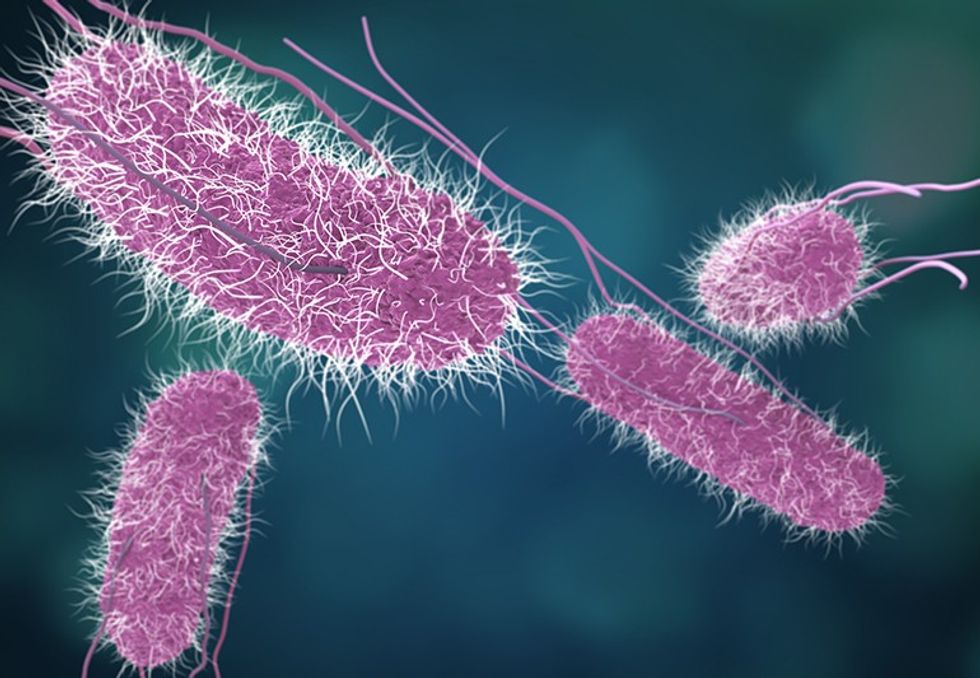 salmonella bacteria