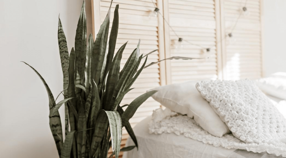 sansevieria indoor plant in bedroom