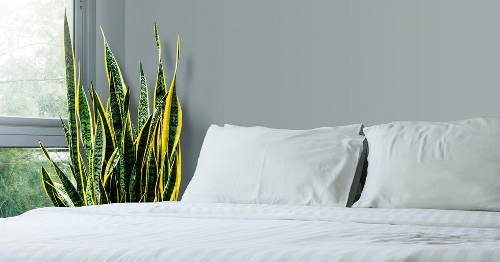 Sansevieria