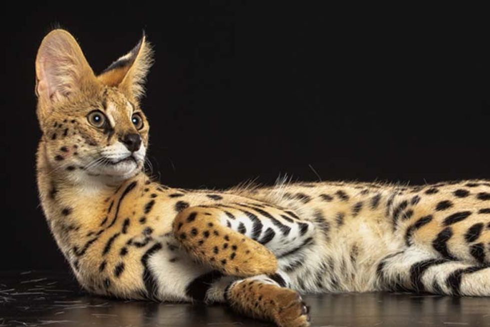 Savannah cat S