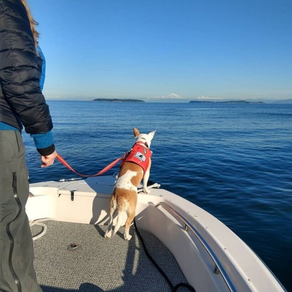 Search for Whale poop e1602242571348