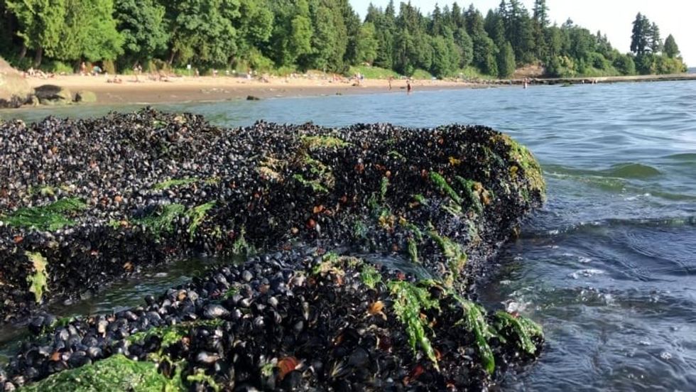seashore animals dead heat wave
