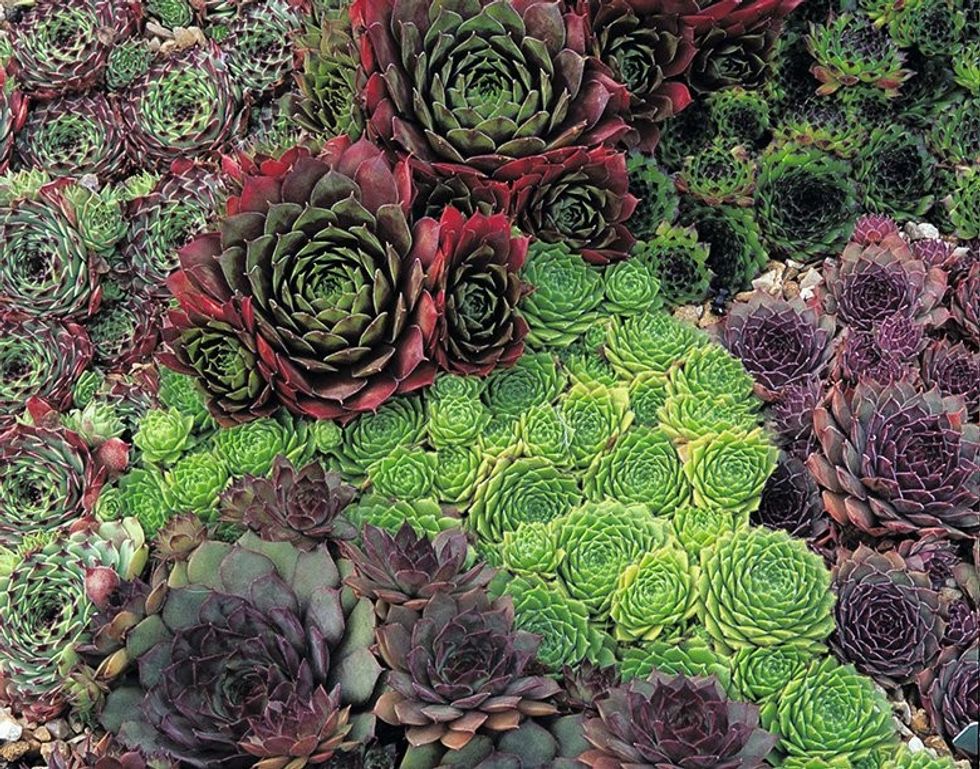 Sempervivums mixed 1